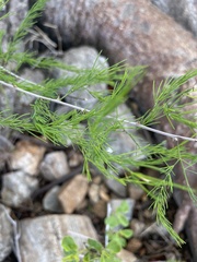 Asparagus aspergillus