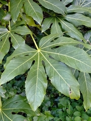 Fatsia japonica