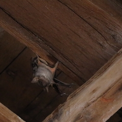 Taphozous nudiventris