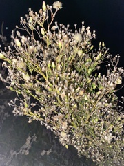 Erigeron canadensis