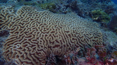 Colpophyllia natans