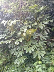 Fatsia japonica