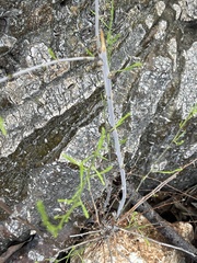 Asparagus aspergillus