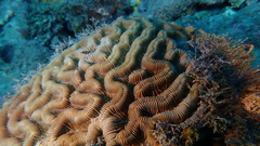 Colpophyllia natans