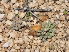 Frithia pulchra