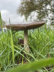 Volvopluteus gloiocephalus