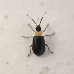 Diabroticina