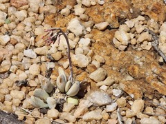 Adromischus umbraticola