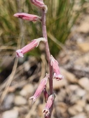 Adromischus umbraticola