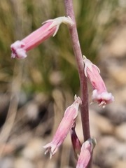 Adromischus umbraticola
