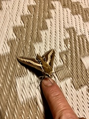 Hyles euphorbiarum