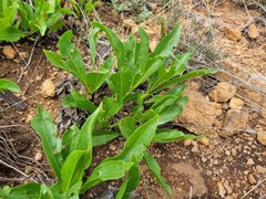 Pygmaeothamnus zeyheri