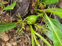 Pygmaeothamnus zeyheri