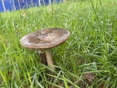 Volvopluteus gloiocephalus