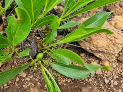 Pygmaeothamnus zeyheri