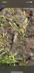 Scirpus divaricatus