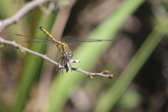 Orthetrum machadoi