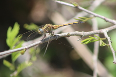 Orthetrum machadoi