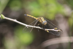 Orthetrum machadoi