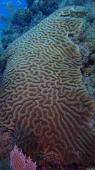 Colpophyllia natans