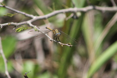 Orthetrum machadoi