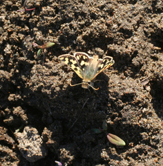 Carterocephalus argyrostigma