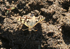 Carterocephalus argyrostigma