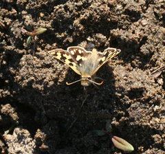 Carterocephalus argyrostigma