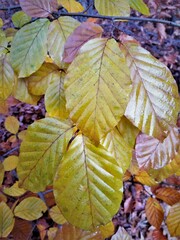 Fagus sylvatica