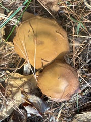 Cortinarius tinctorum