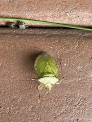 Chlorocoris distinctus