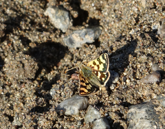Carterocephalus argyrostigma