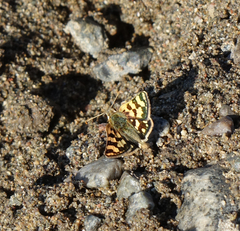 Carterocephalus argyrostigma