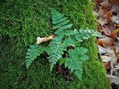 Dryopteris carthusiana