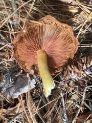 Cortinarius tinctorum
