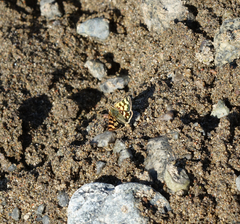 Carterocephalus argyrostigma
