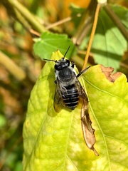 Megachile pollinosa