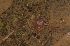 Physalaemus signifer