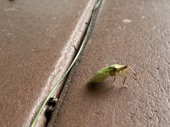 Chlorocoris distinctus