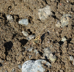 Carterocephalus argyrostigma