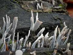 Xylaria hypoxylon