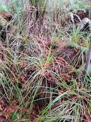 Carex aquatilis