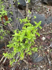 Anisotes rogersii