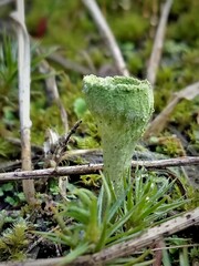 Cladonia