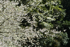 Prunus transarisanensis