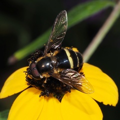 Dasysyrphus tricinctus