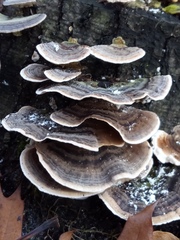 Bjerkandera adusta