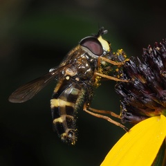 Dasysyrphus tricinctus