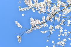 Prunus transarisanensis