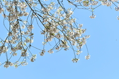 Prunus transarisanensis